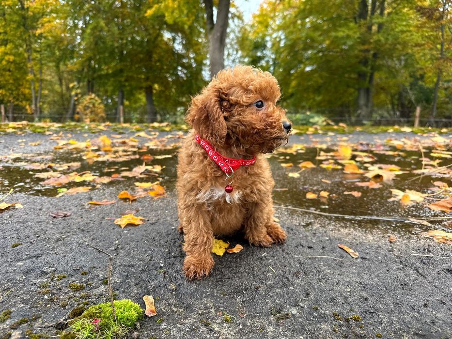 pudel miniaturowy suczka red