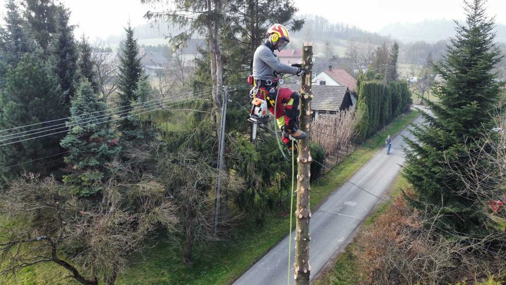 Wycinka i pielęgnacja drzew metodą alpinistyczną Ustroń Cieszyn