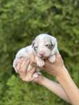 Border collie dziewczynka lilac merle