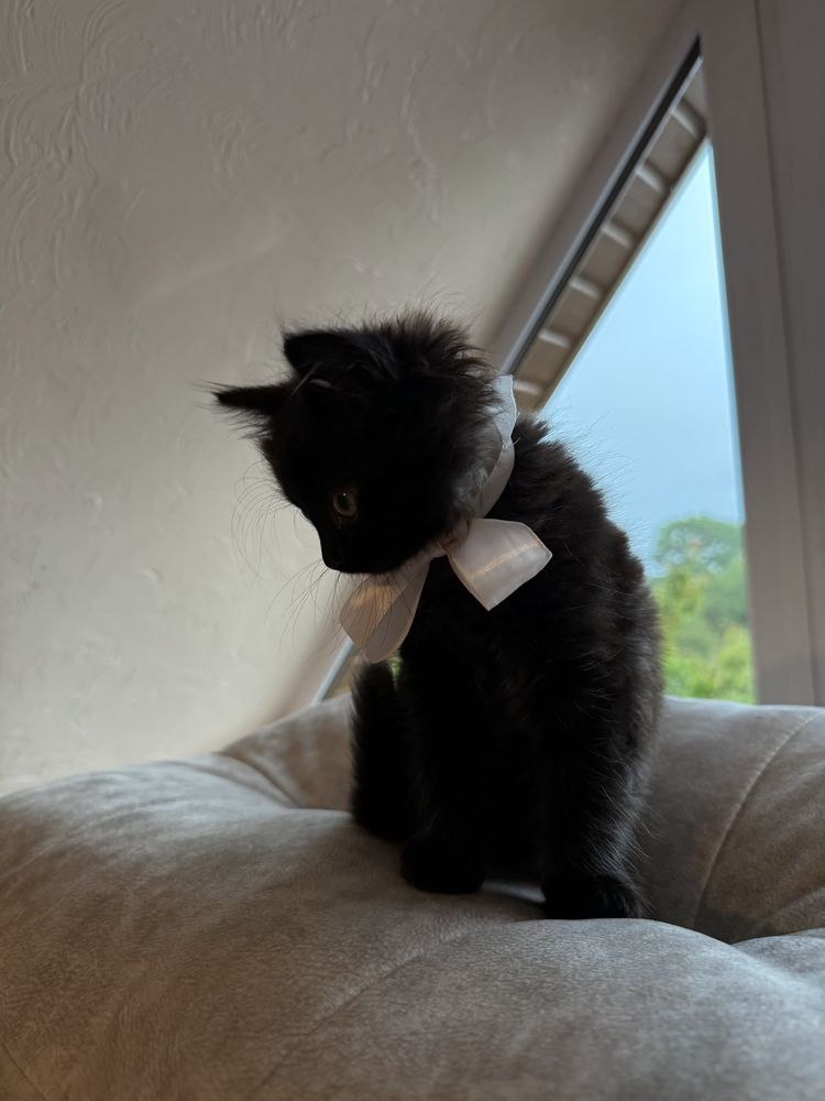 котик в хороші ручки