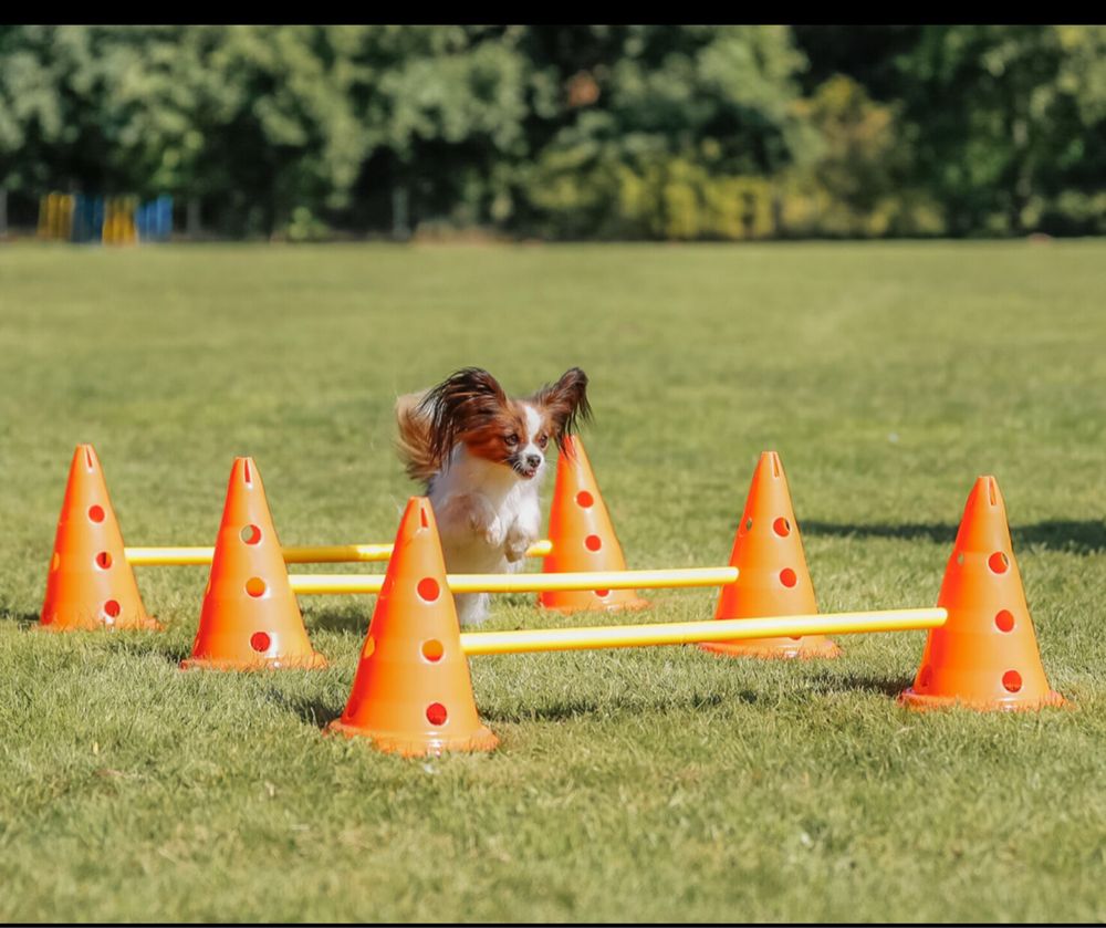 Conjunto de obstáculos dog activity - Trixie