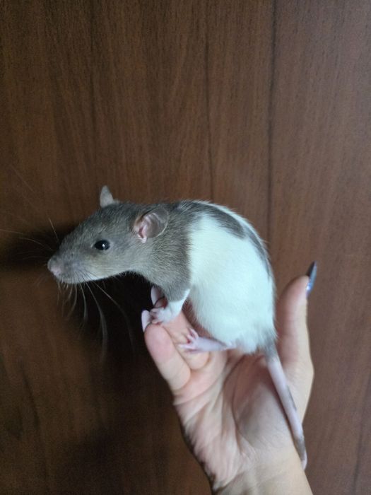 szczur szczury szczurki  samce,samice