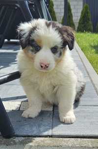 Border collie TRI merle