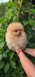 Wzorowy pomeranian szpic miniaturowy orange rudy