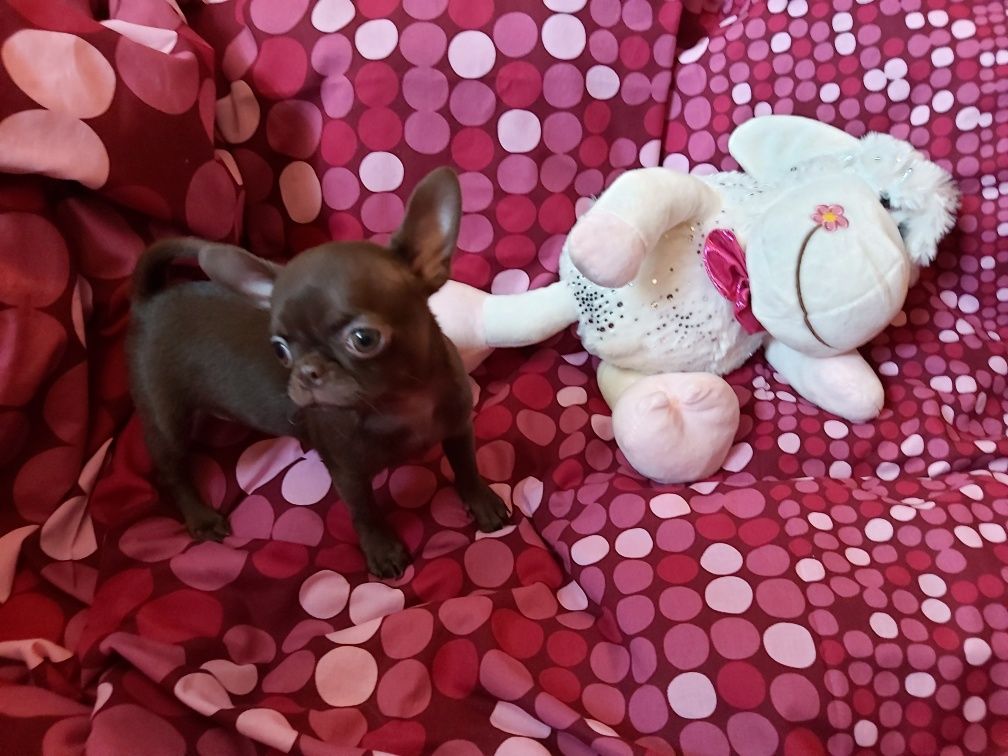 Dla konesera rasy Chihuahua CUDNA wyjątkowa czekoladowa suczka***FURIA