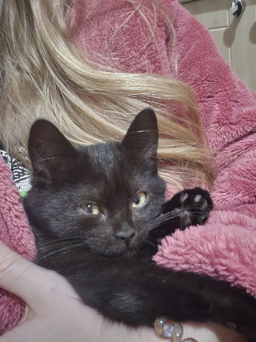 Шккаємо дім для маленької кішечки