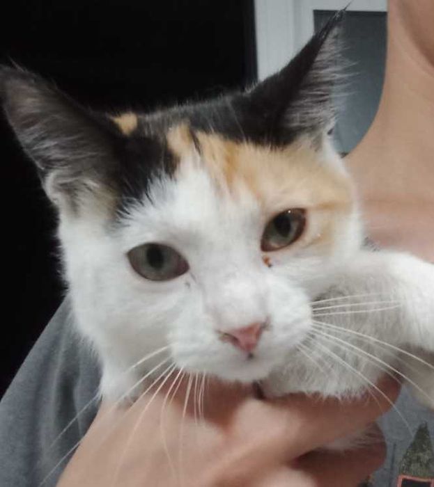 Gatinhos para adotar