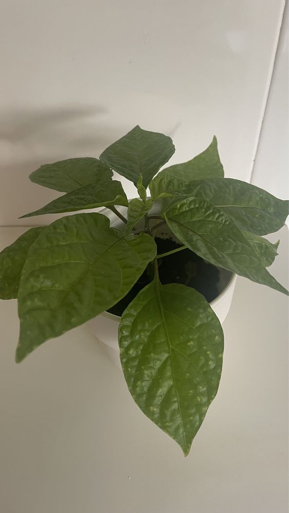 Rebentos de Carolina Reaper Red