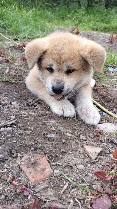 Piesek Akita Inu SWKiPR