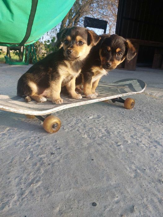 Віддам щенят безкоштовно