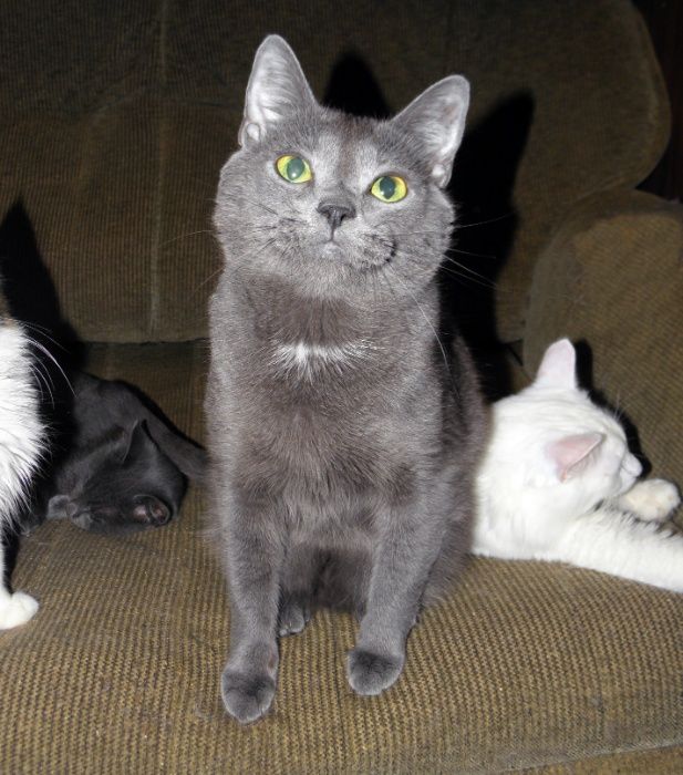 Чудесный голубой котик Камиль - метис русской/британской голубой кошки