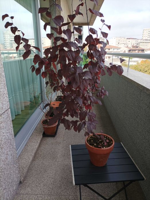 Ameixoeira Púrpura - 4 anos