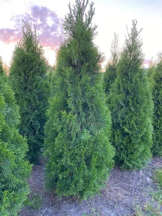 Tuja "Szmaragd" - Thuja, Żywotnik zachodni, wys. 130-150cm z gruntu