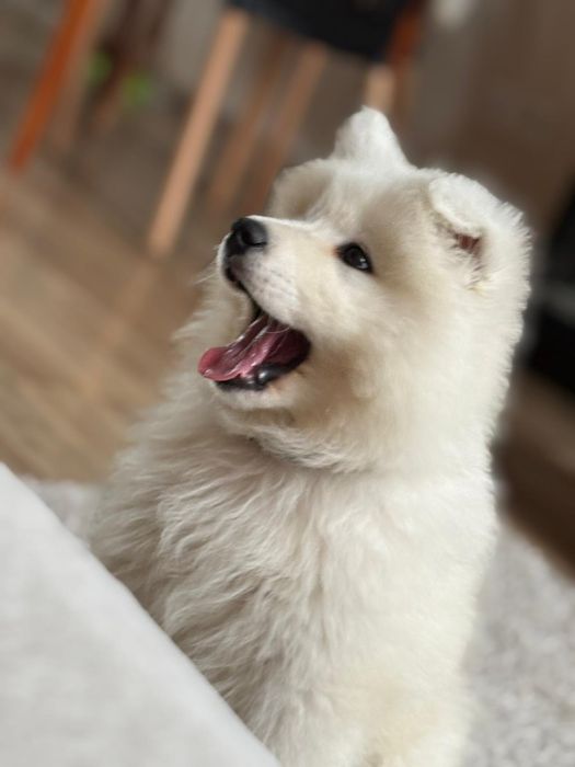 Samoyed szczenię