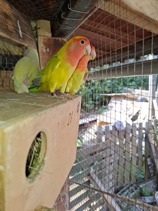 Diis casais de agapornis para cedencia