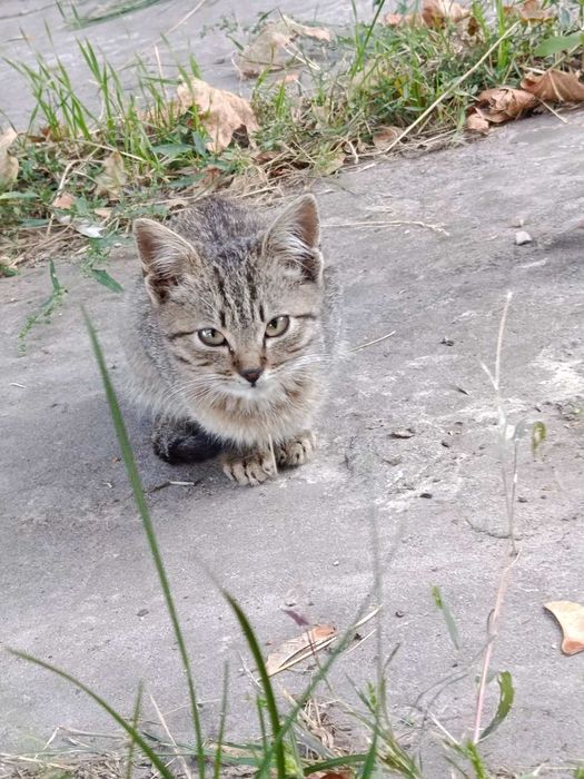 Домівка для двох котиків!!!