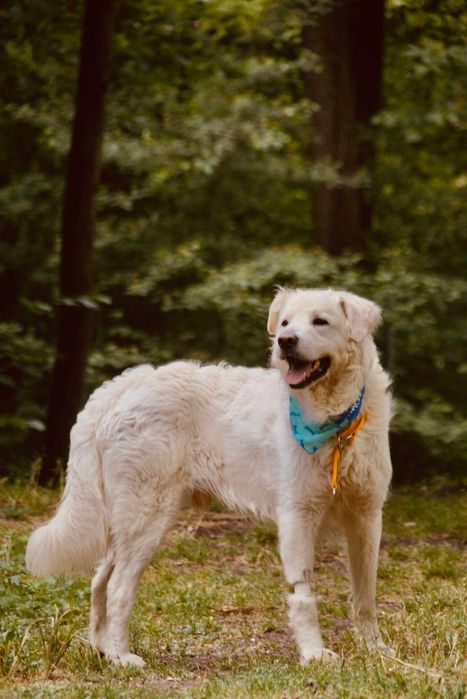 Lemon - piękny pies w typie owczarka podhalańskiego - szuka domu!