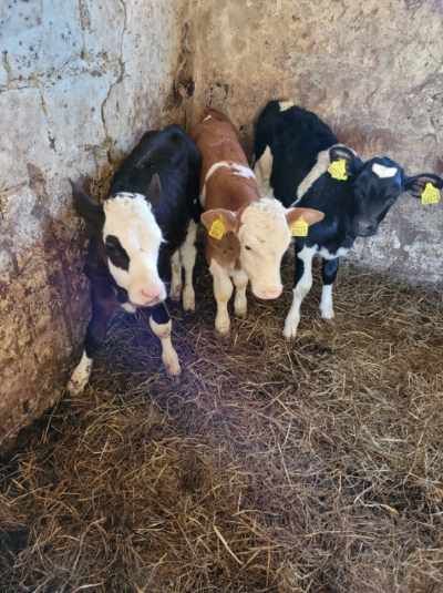 Byczki i Jałóweczki mięsne Polskie