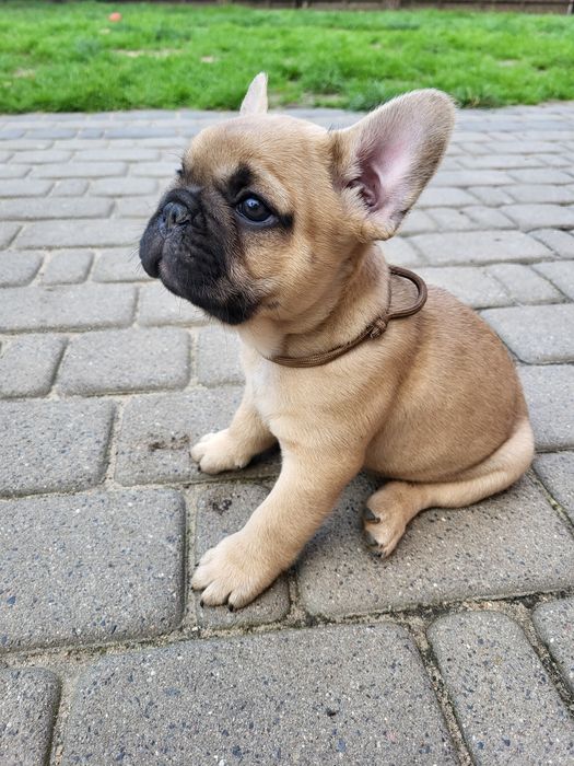 Szczeniak Buldog Francuski