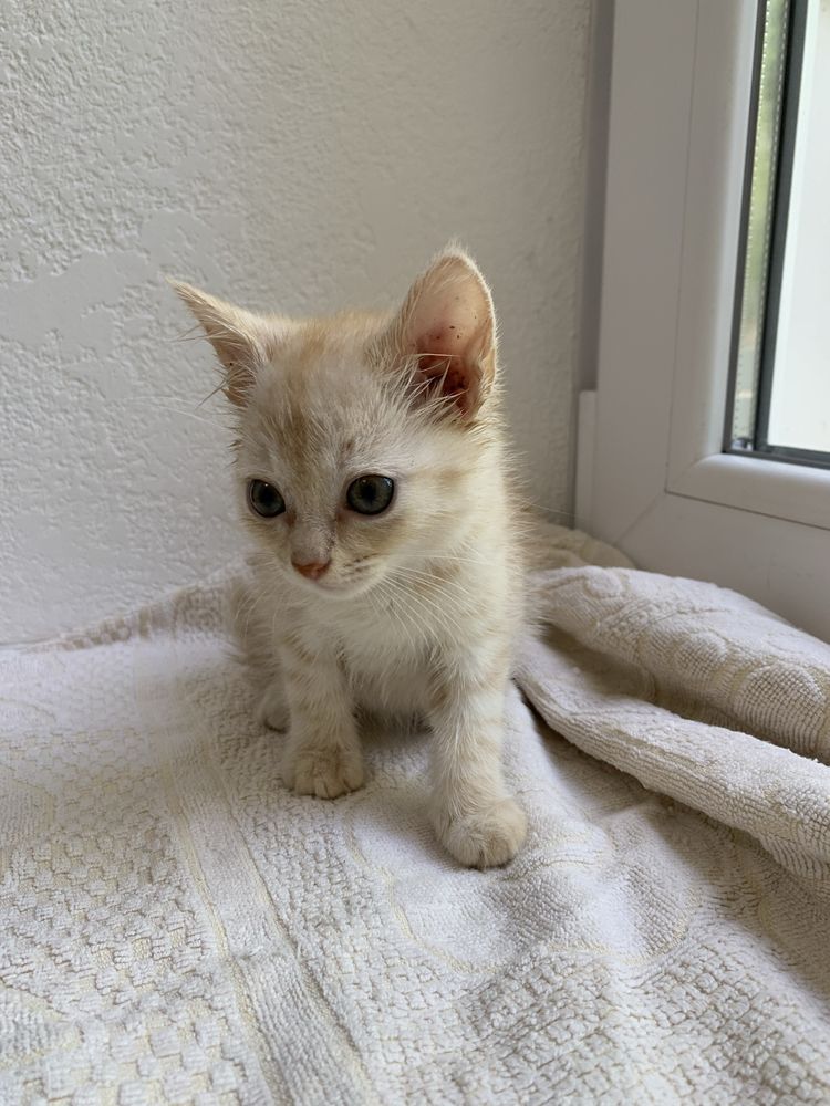 Котенок, мальчик, бесплатно