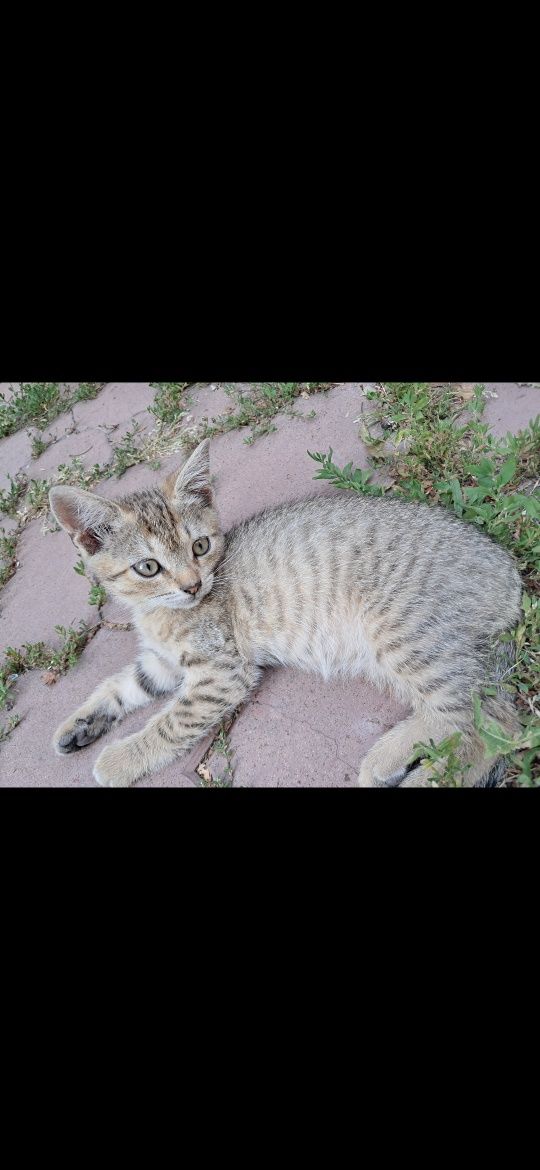 Кошеня котики висловухі безкоштовно Мала Виска