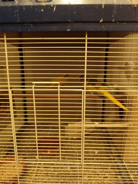 Vendo se pássaros com gaiola