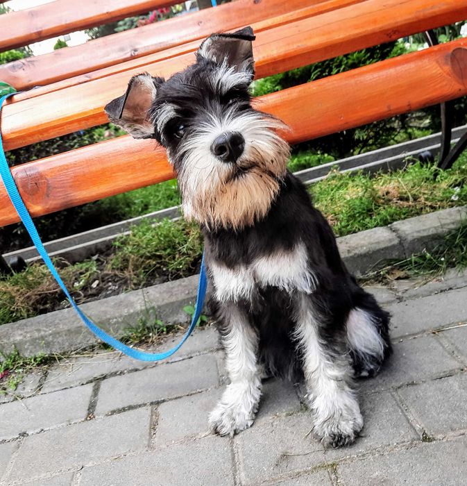 Цвергшнауцер вʼязка