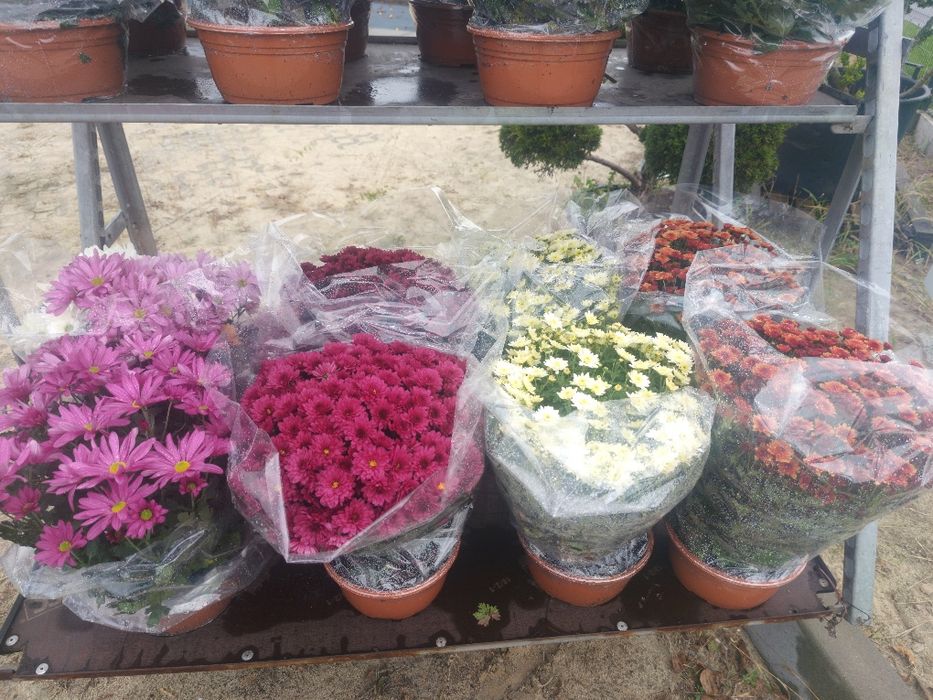 Chryzantemy różne kolory i  wielkości doniczka