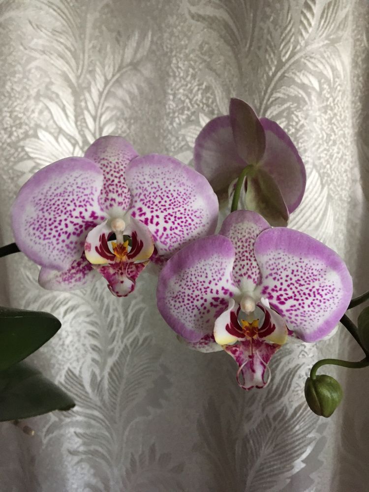 Орхидея. Фаленопсис