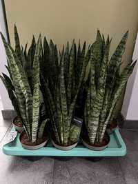 Kwiaty Sansevieria