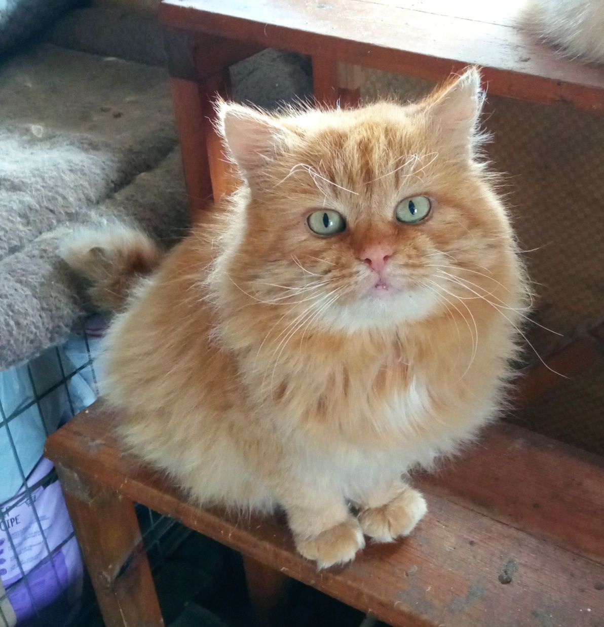 Лучику срочно нужны котородители