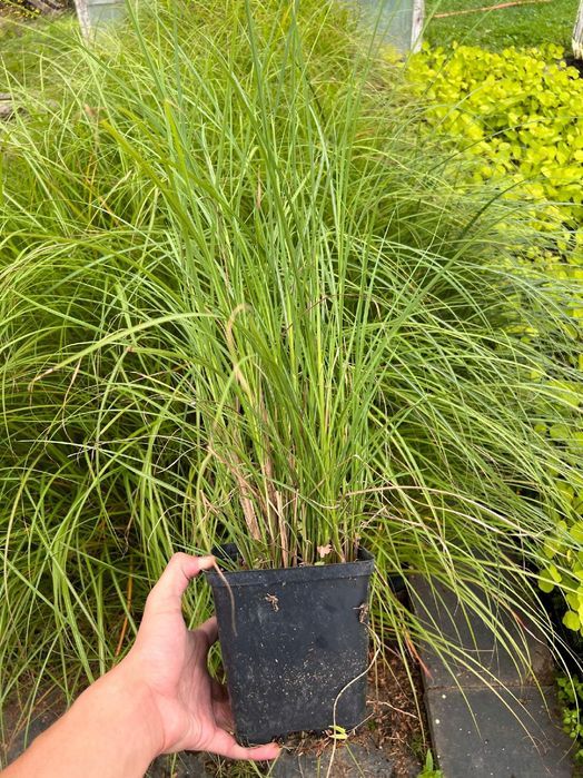 Miskant chiński 'Krater' (Miscanthus sinnesis) P13