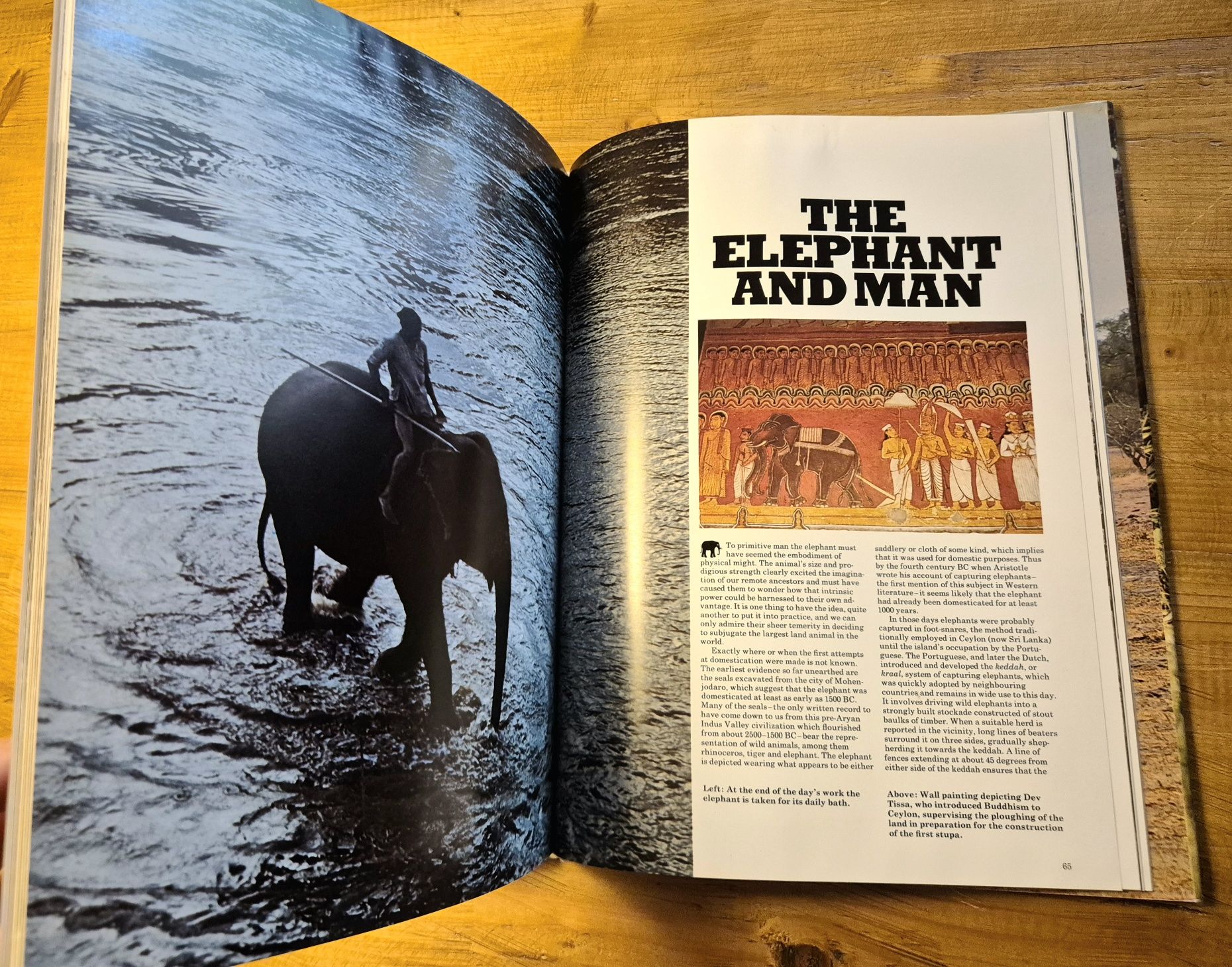 The Love Of Elephants - Neil Murray