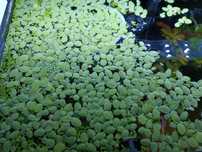 Planta flutuante