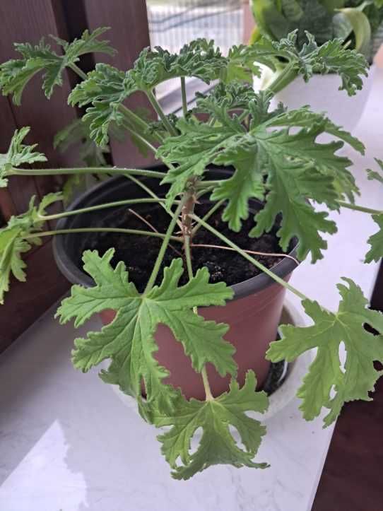 Anginka geranium pachnące