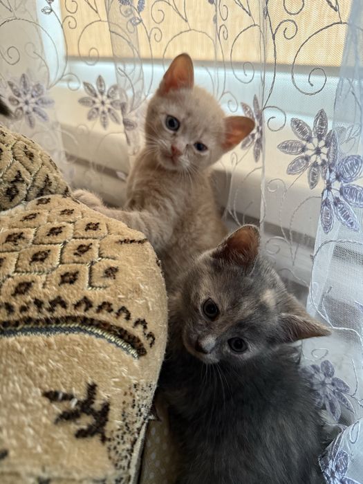 Котики в добрі руки