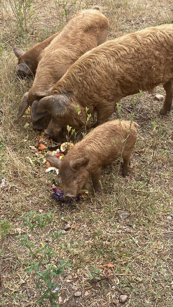 Kunekune Porcos