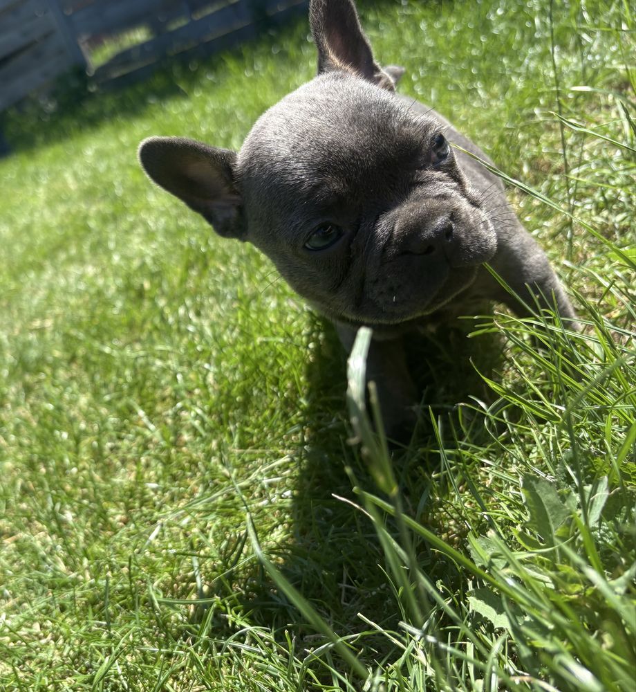 Buldog francuski BLUE suczka błękitna