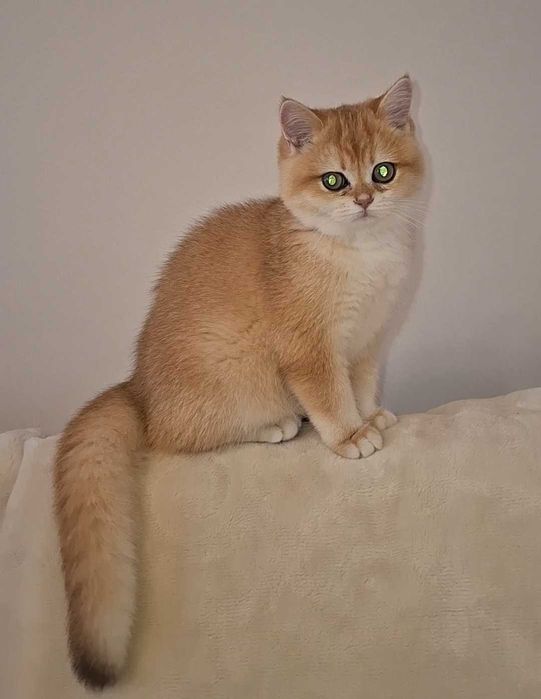 Kotka brytyjska  krótkowłosa ZŁOTA  wiarygodny rodowód  WCF-PZF