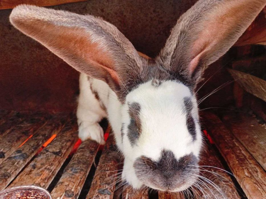 кролики строкач від 400 грн/шт