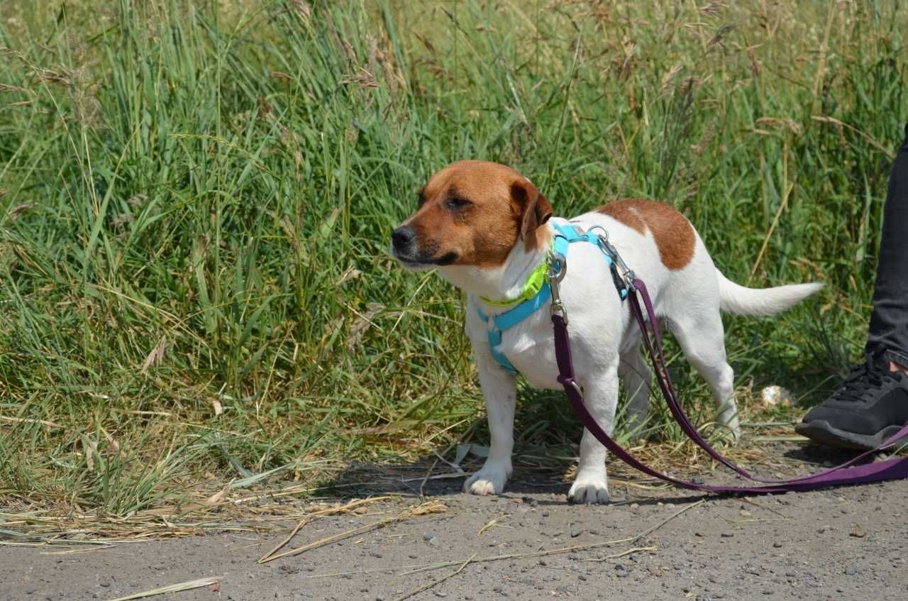 Borys - łaciaty skarb pełen miłości czeka na dom! :)