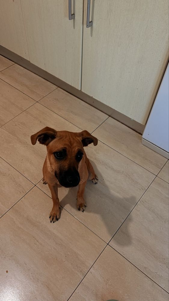 Cadela para adopção!