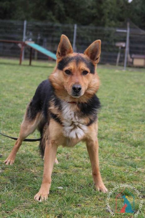 Piesek Brik szuka domu. Adoptuj!