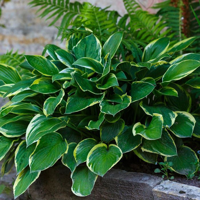 Funkia Hosta 'So Sweet' W DONICZCE 2.0L Kremowo białe brzegi