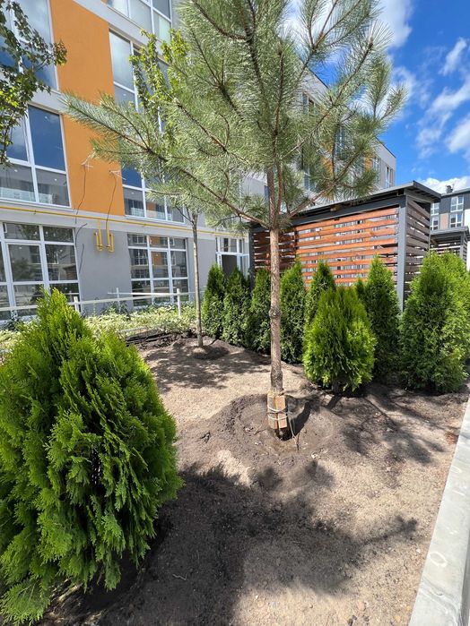 Велика квартира 55 м² із вітальнею та кухнею-їдальнею ЖК Sanville Park