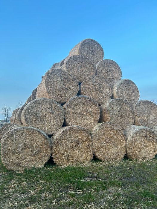 Słoma w balach duże