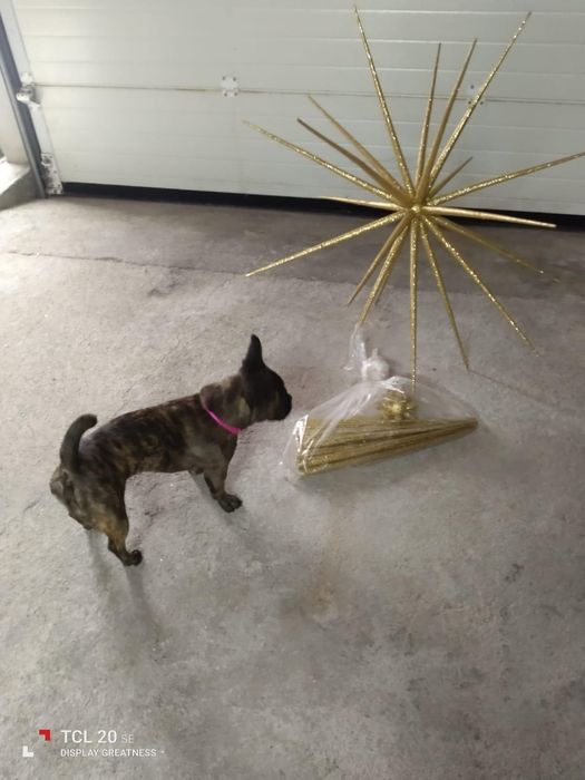 Estrelas de Natal Grande e Pequenas