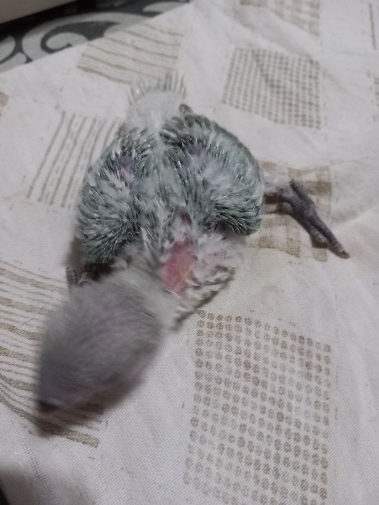 Agapornis para acabar de criar à  mão