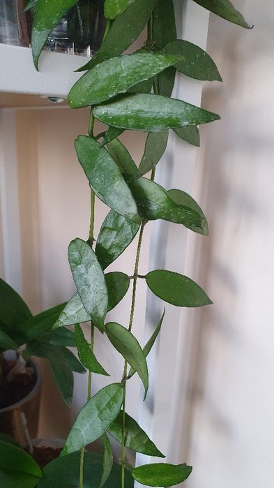 Hoya lacunosa big and very long leaves
