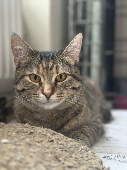 Коця в добрі руки